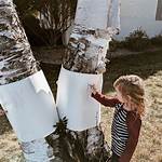 How Do You Do Tree Rubbings?