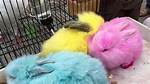 How Do You Dye a Rabbit Fur Coat?