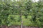 How Do You Espalier