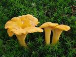 How Do You Find Cantharellus Cibarius?
