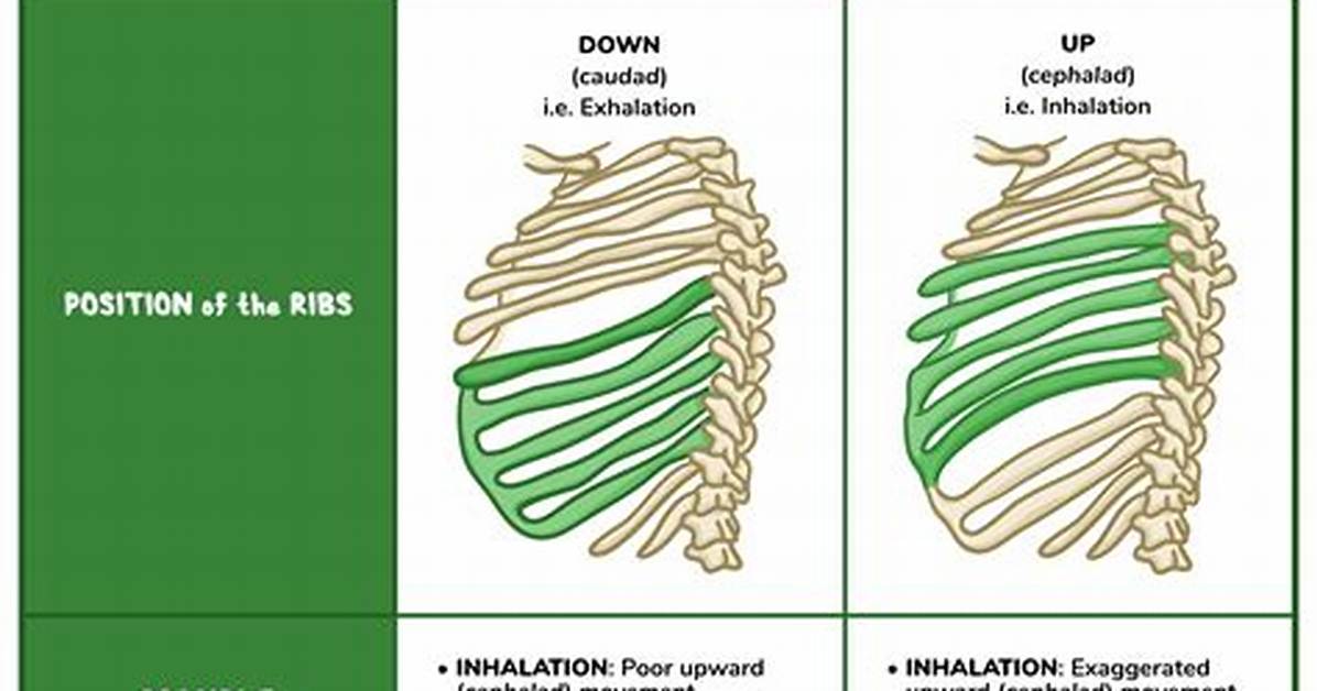 How Do You Fix Rib Dysfunction
