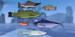 How Do You Get More Fish in Dark Cloud 2?