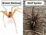 How Do You Get the Brown Spider in Wizard101?