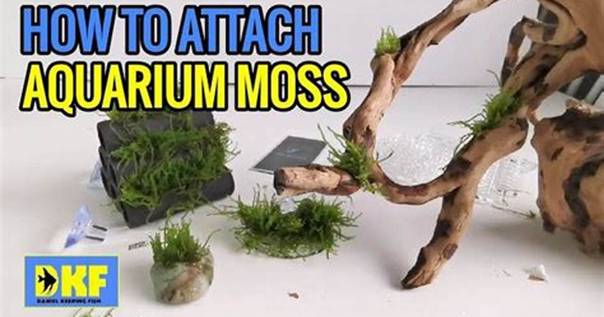 How Do You Glue Java Moss