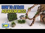 How Do You Glue Java Moss