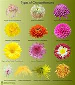 How Do You Identify Mums?