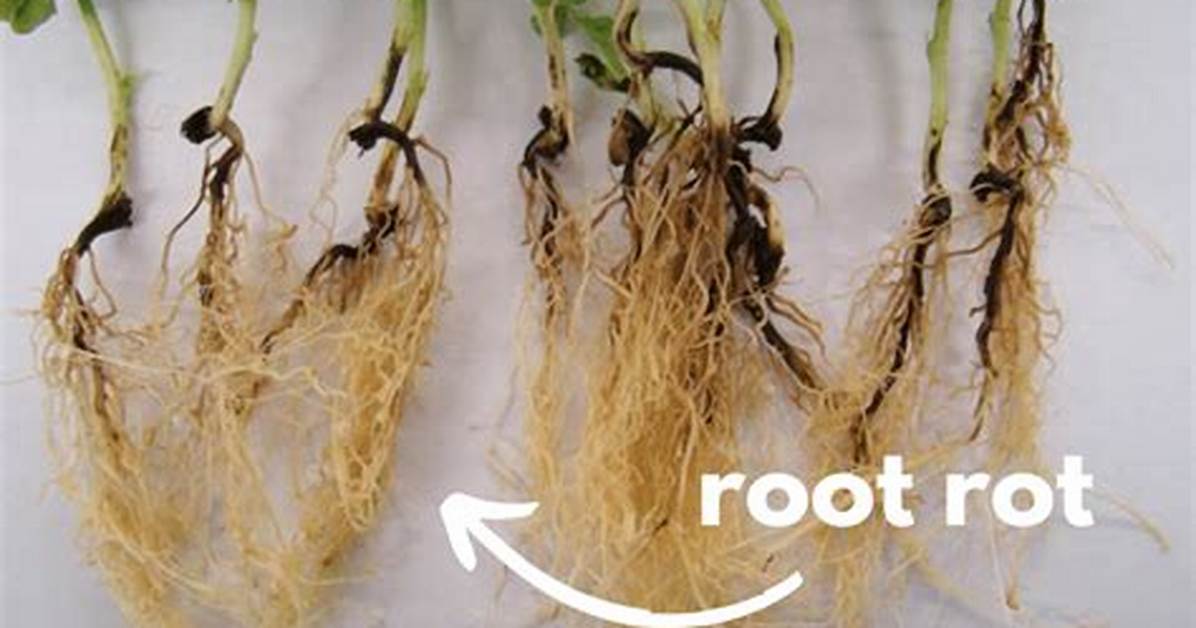 How Do You Identify Root Rot