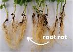 How Do You Identify Root Rot