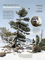 How Do You Identify Whitebark Pine