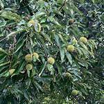 How Do You Keep Chestnuts from Getting Worms