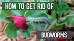 How Do You Kill a Budworm?