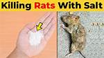 How Do You Kill a Rat?