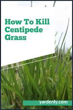 How Do You Kill Centipede Grass