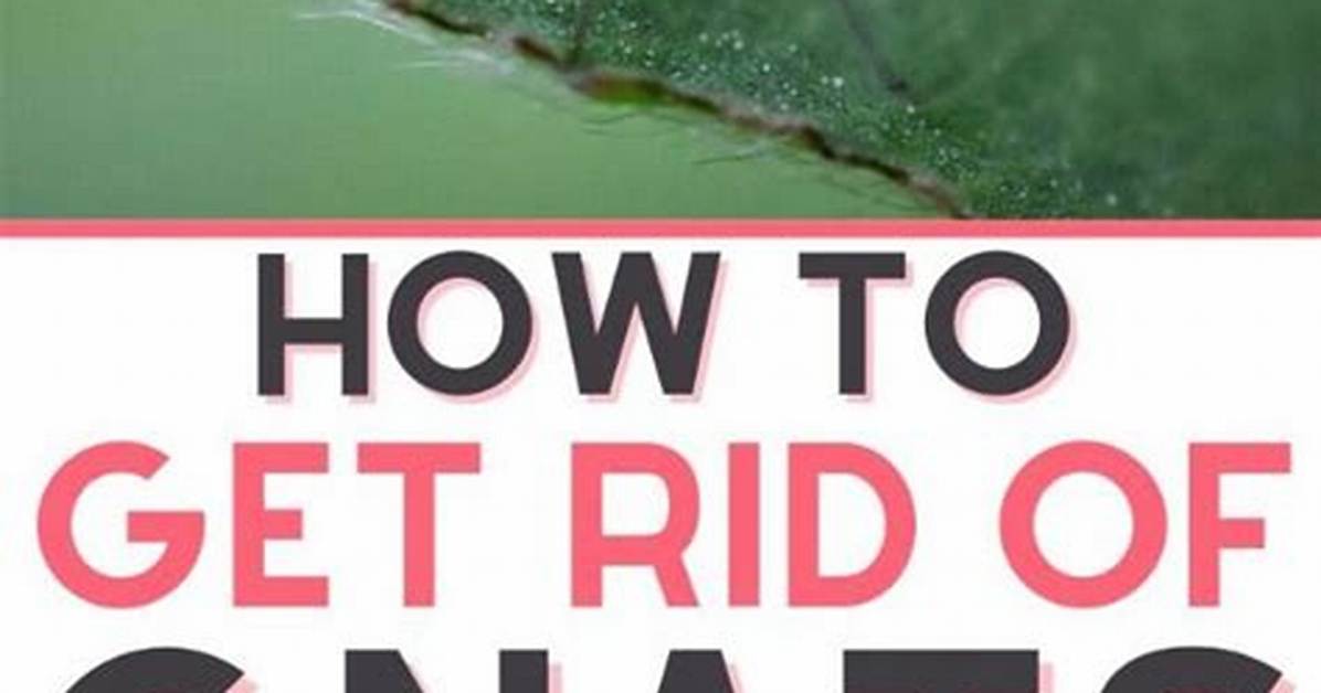 How Do You Kill Gnats