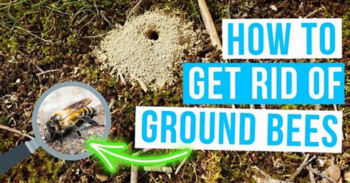How Do You Kill Ground Bees