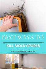 How Do You Kill Mold Bugs