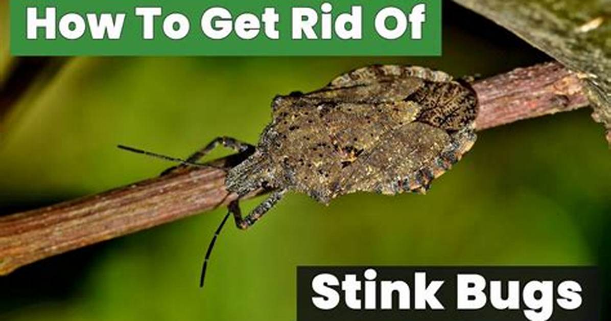 How Do You Kill Stinkbugs?