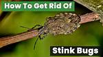 How Do You Kill Stinkbugs?