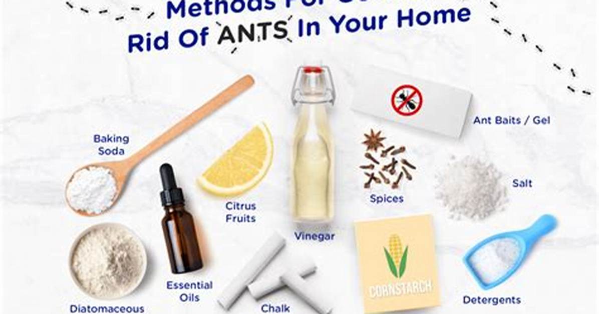 How Do You Kill White Ants?
