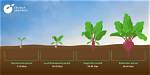 How Do You Know When Beetroot Is Ready to Harvest