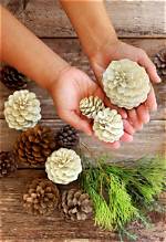 How Do You Make Bleached Pine Cones?