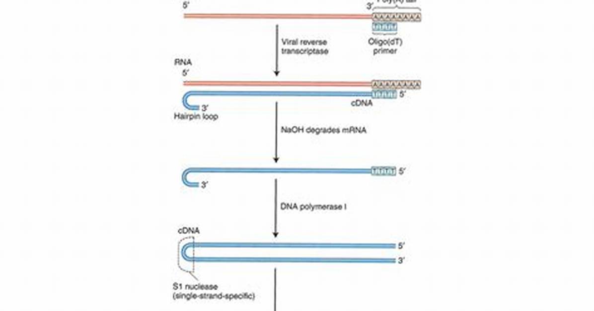 How Do You Make cDNA