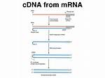 How Do You Make cDNA