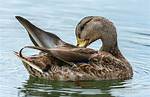 How Do You Preening?