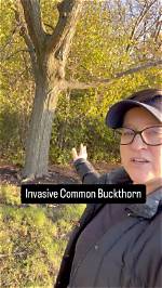 How Do You Pull Buckthorn