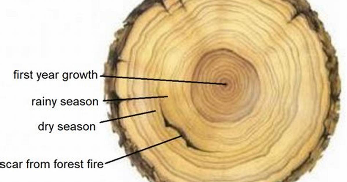 How Do You Read a Tree Ring?