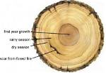How Do You Read a Tree Ring?