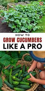 How Do You Regrow Cucumbers?