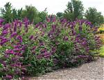 How Do You Revive Buddleia