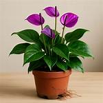 How Do You Root Anthurium
