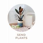 How Do You Send Plants