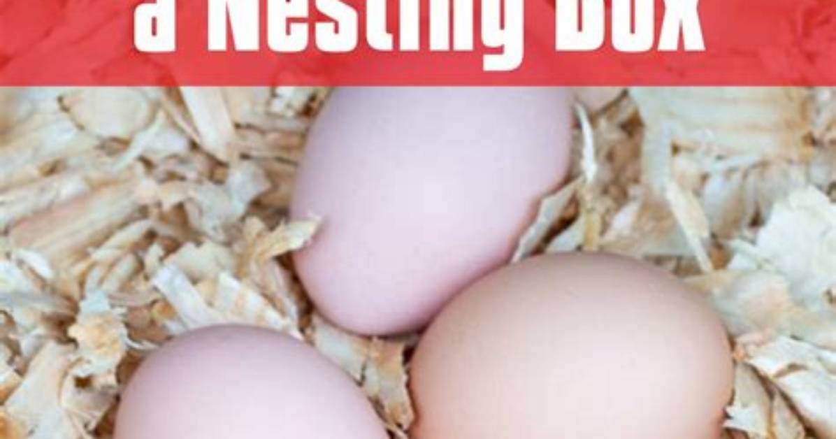 How Do You Set up Nesting Boxes for Chickens?