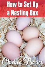How Do You Set up Nesting Boxes for Chickens?