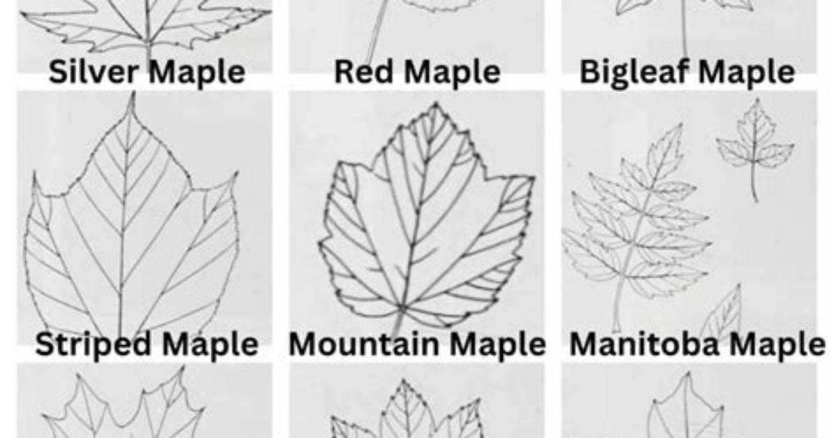 How Do You Shape a Maple Tree?