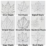 How Do You Shape a Maple Tree?