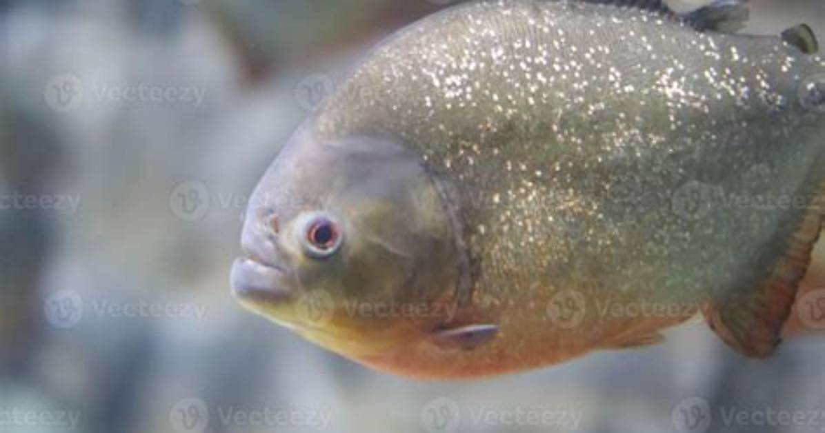 How Do You Spell Essequibo?