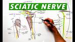 How Do You Spell Sciatic Nerve