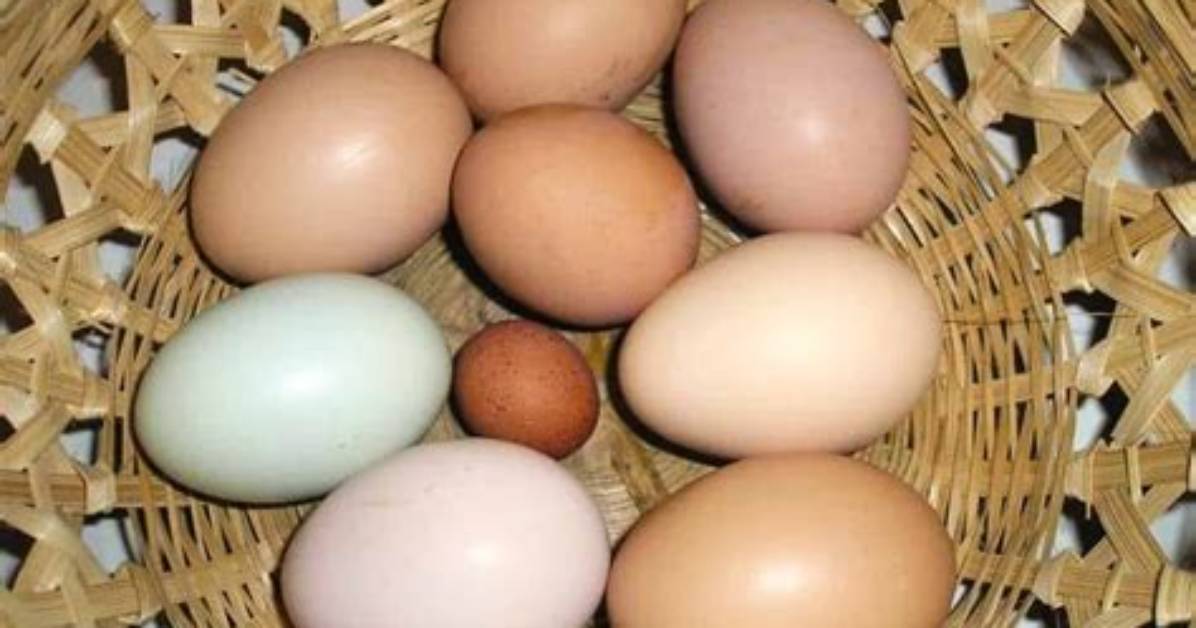 How Do You Spell Wind Egg?