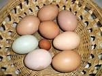 How Do You Spell Wind Egg?