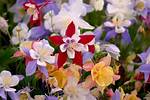 How Do You Split Aquilegia