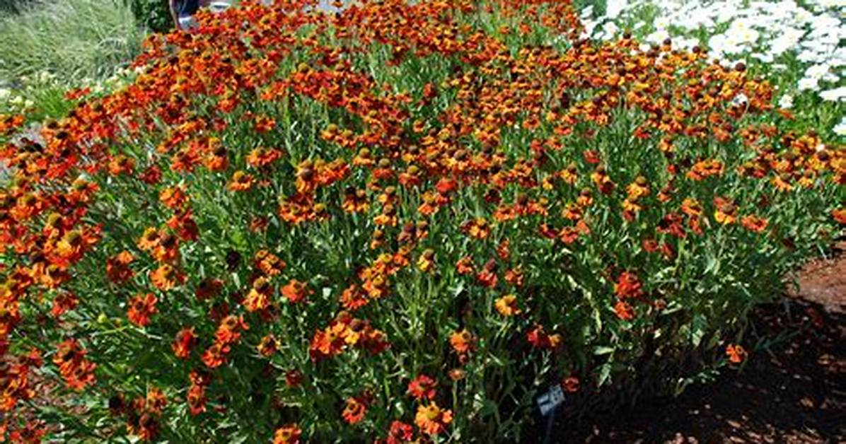 How Do You Split Helenium