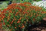 How Do You Split Helenium