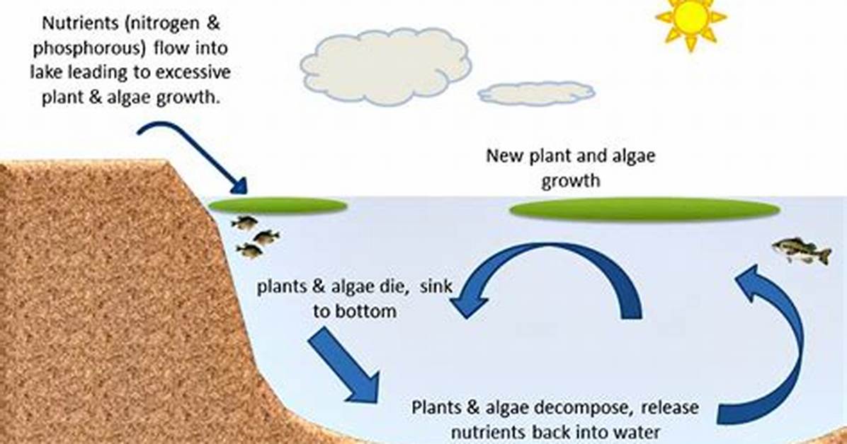How Do You Start Growing Algae?