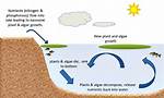 How Do You Start Growing Algae?