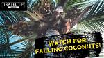 How Do You Stop Coconuts from Falling?