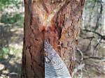 How Do You Stop Pine Tree Sap?